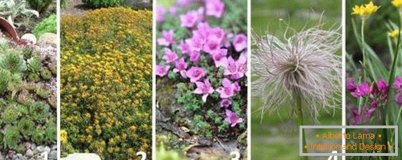Najbolje biljke za alpski slajd - fotografije i nazivi
