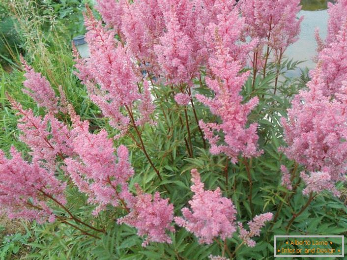 Astilba japanski i kineski: sorte i značajke njege