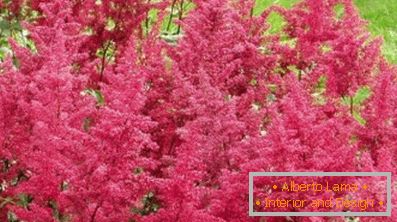 Astilba japanski i kineski: sorte i značajke njege