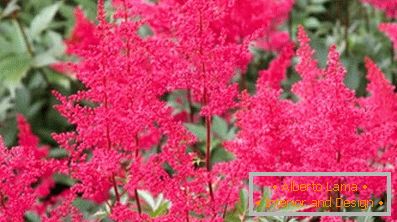 Astilba japanski i kineski: sorte i značajke njege