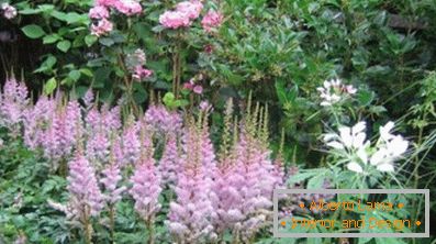 Astilba japanski i kineski: sorte i značajke njege