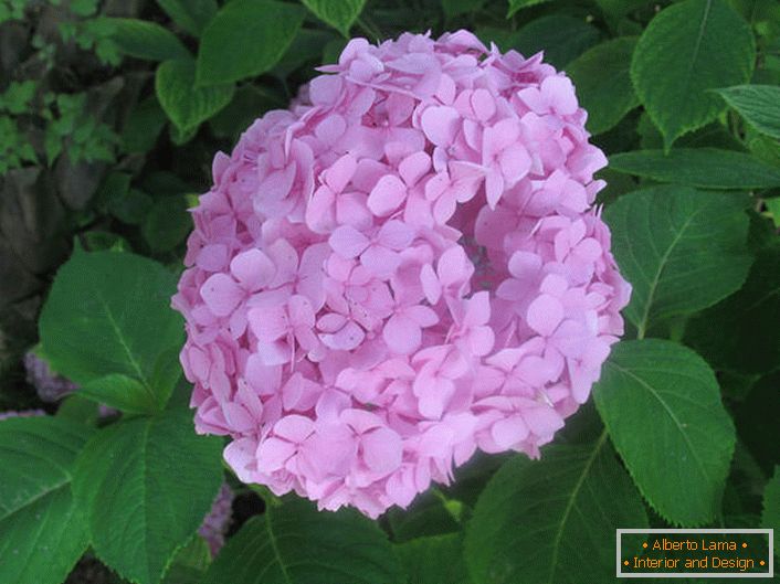 Hortenzija velikih listova je meka ružičasta.