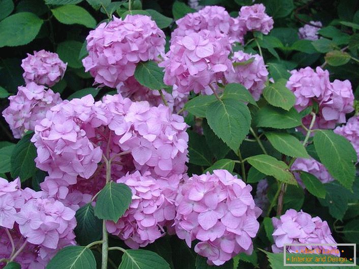 Blijedo ljubičaste cvjetove hortenzija su veliki listovi ukrašavanja bilo kojeg vrta.
