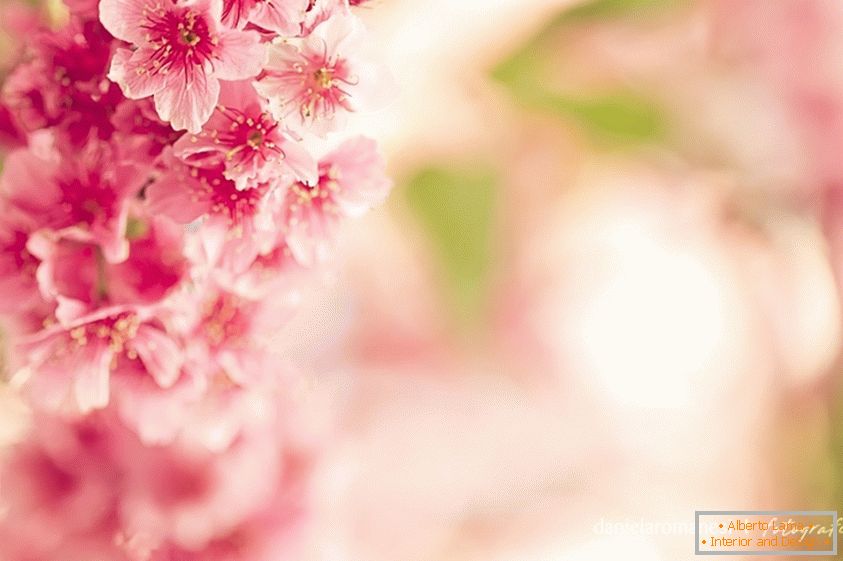 Šarena fotografija ružičastog cvijeća