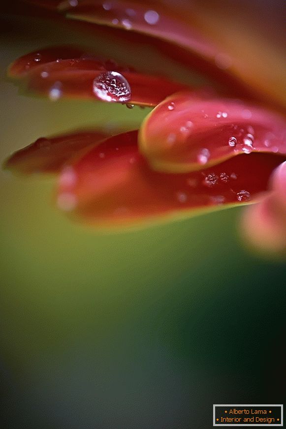 Makro fotografija cvijeta s rosa