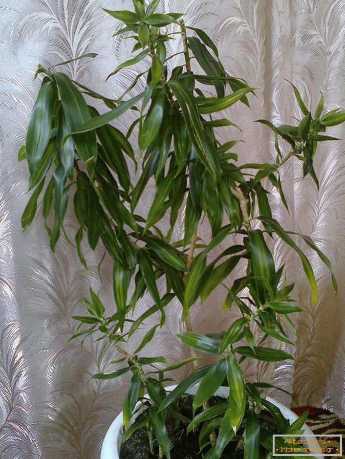 Dracaena je skrivena