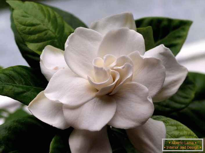 Baršunasto cvijeće gardenia jasmina ima bogatu, slab miris. Na popularnom otoku Baliju, ova biljka se često nalazi uz obalu i na obroncima planina.