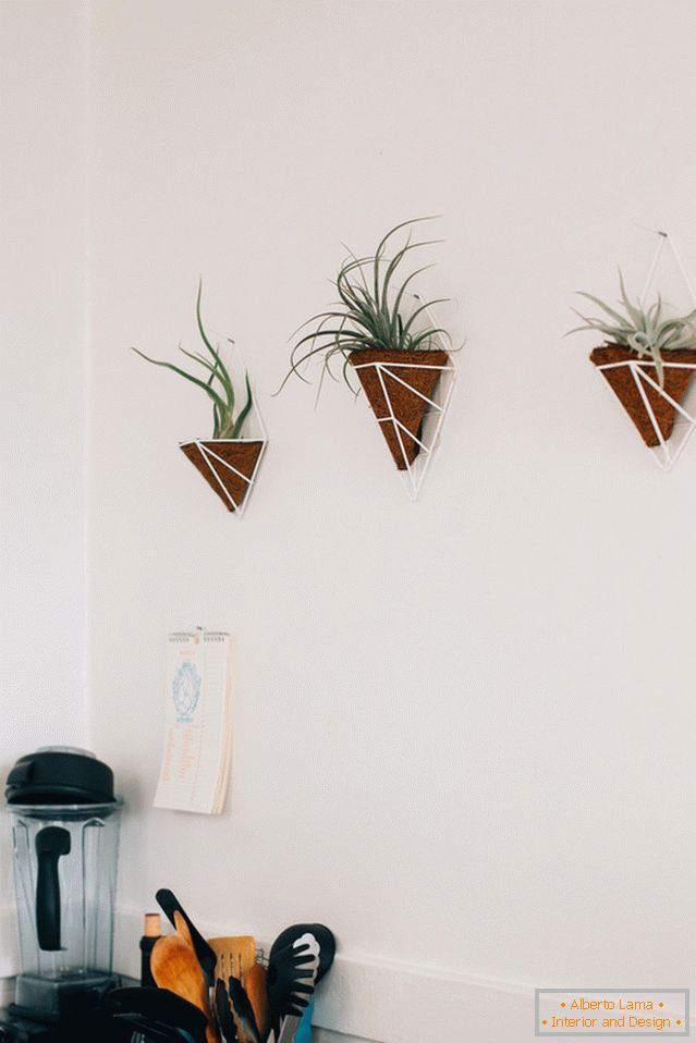 Biljke na zidu