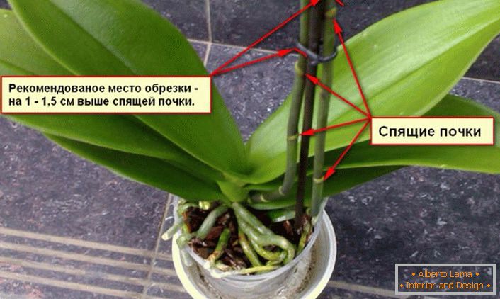 Preporuke za uklanjanje orhideja.