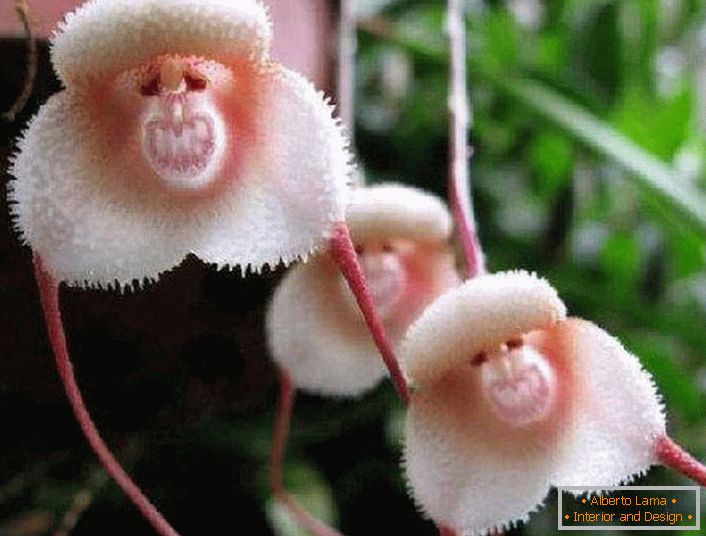 Orhideja s obala Amazone