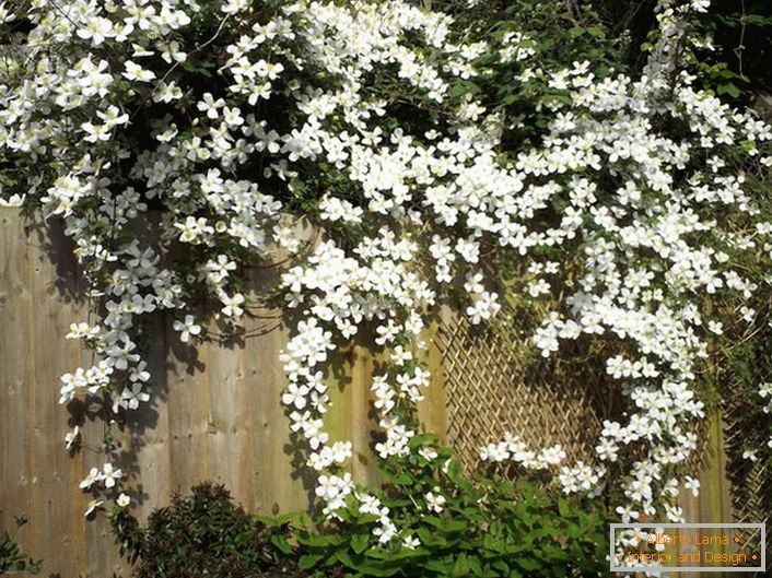 Cvjetovi crijeva su bijeli na vrtnoj ogradi.