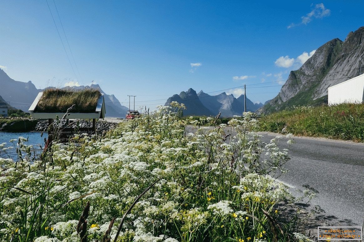 Lijepa cvjetna polja u Norveškoj