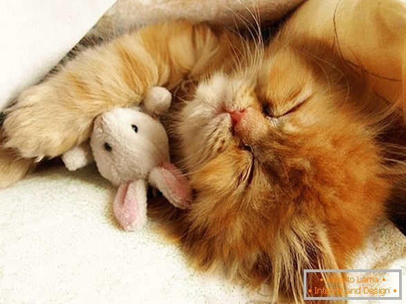 Slatki mačić za spavanje