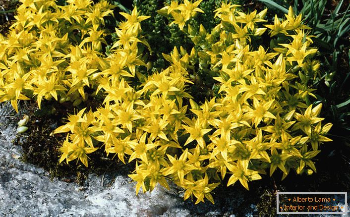 Sjajne žute cvjetnice jedne od vrsta obitelji ukrasnih grmova su akridna scoria.