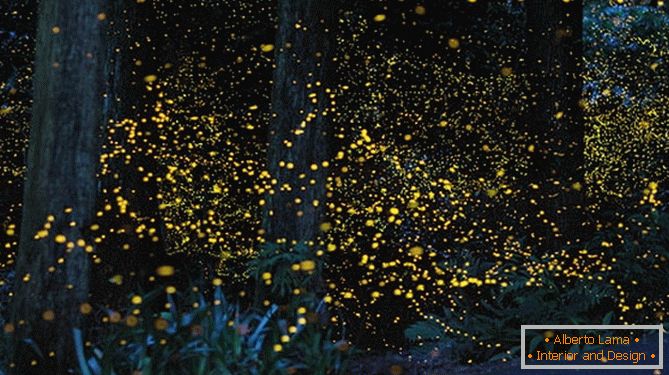 Nevjerojatne zlatne krijesnice japanskih fotografa Yuki Karo