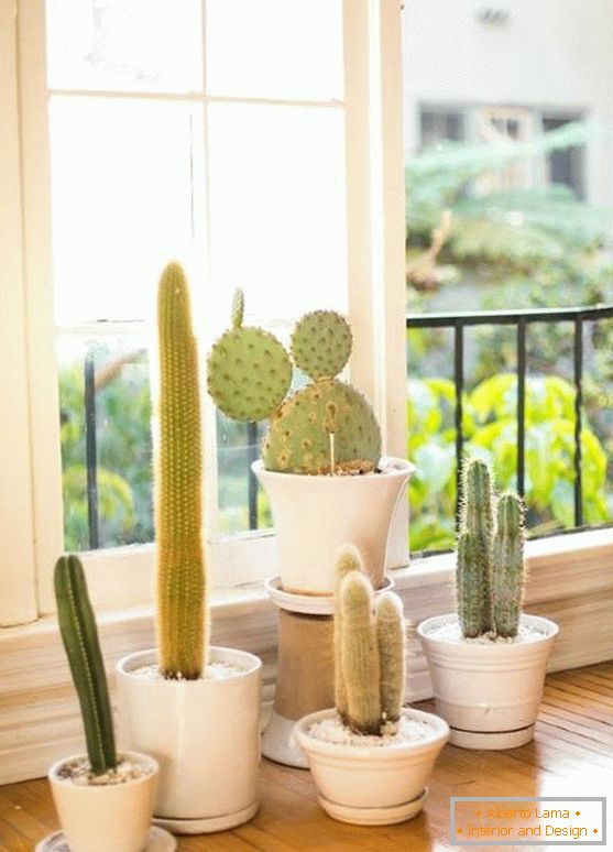 Kaktusi u unutrašnjosti