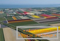 Tulipmanija ili šareni tulipanski polja u Nizozemskoj
