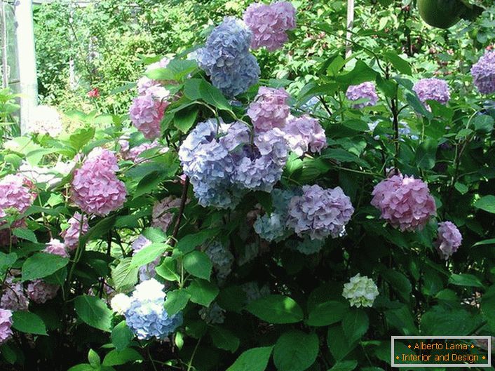 Vrtna hortenzijaво дворе