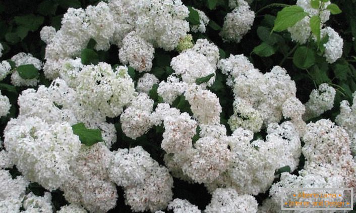 Vrt snježnobijela hortenzija je univerzalno rješenje za dizajn za bilo koji krajolik dizajn.