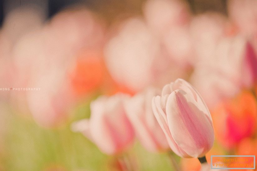 Osjetljiva fotografija tulipana