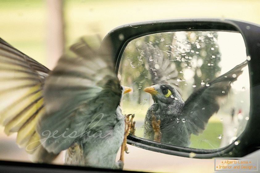 Ptica izgleda u bočnom zrcalu automobila