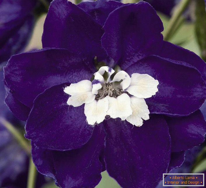 Tamno purpurno cvijeće dupina