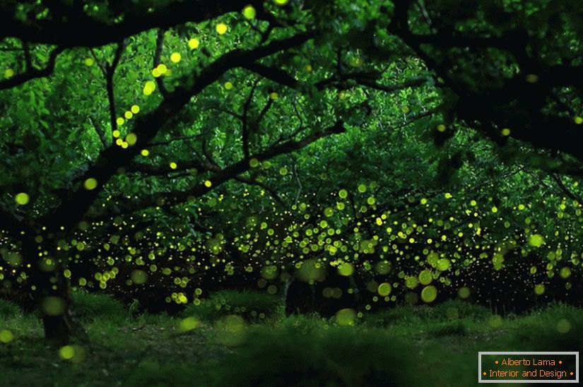 Čarobne fotografije krijesnica u Nagoyi, Japan