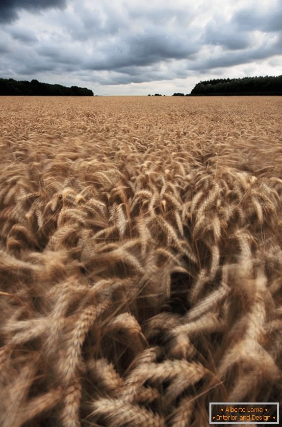 Oblačno vrijeme preko polja pšenice