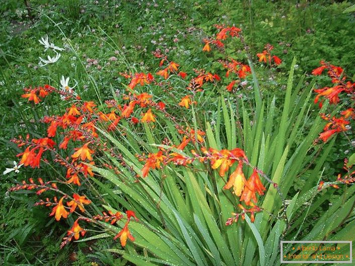 Japanska gladiola zahtijeva zalijevanje jednom tjedno tijekom razdoblja vegetacije i urednog labavljenja tla.